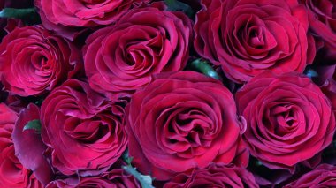 Açık arkaplanda kırmızı güller.