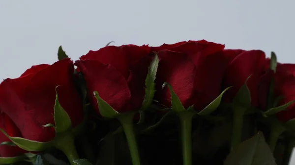 Μπουκέτο Κόκκινα Τριαντάφυλλα Ένα Ελαφρύ Φόντο — Φωτογραφία Αρχείου