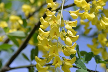 Güzel sarı çiçekler, ilkbahar günü tarlada bir dalda sallanıyor.