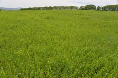 Geniş yeşil bir tahıl tarlası güneşin altında büyür, ilkbaharın başlarında ekilir.