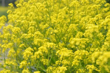 İlkbaharda büyüyen kolza tohumunun küçük sarı çiçekleri.