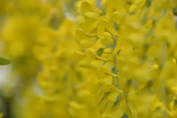 Belles Fleurs Jaunes Pendent Grappes Une Branche Dans Jour Printemps — Photo