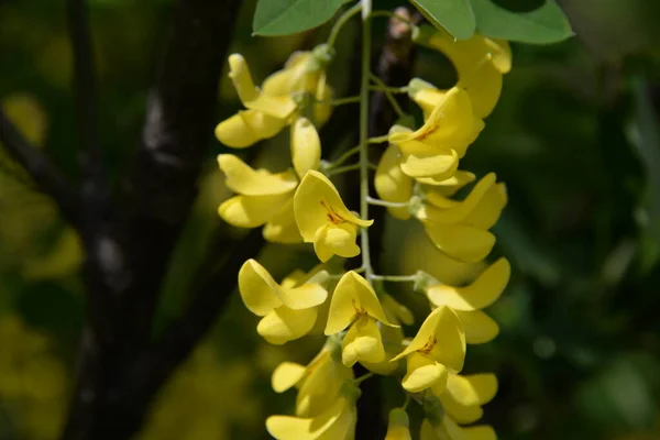 Flori Galbene Frumoase Atârnă Clustere Ramură Ziua Primăvară Câmp — Fotografie, imagine de stoc