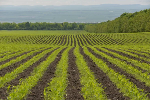 Vast Câmp Verde Cereale Crește Sub Soare Plantat Începutul Primăverii — Fotografie, imagine de stoc