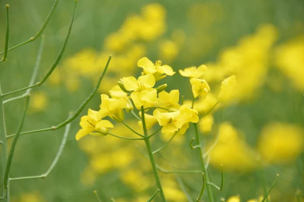 Les Petites Fleurs Jaunes Colza Qui Poussent Printemps — Photo