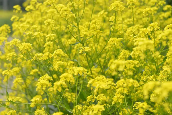 Les Petites Fleurs Jaunes Colza Qui Poussent Printemps — Photo