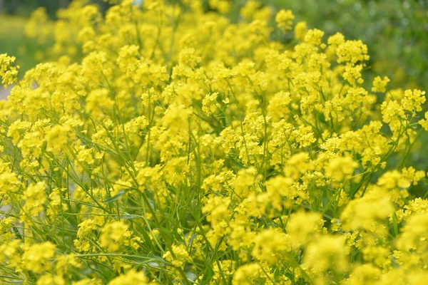 Les Petites Fleurs Jaunes Colza Qui Poussent Printemps — Photo