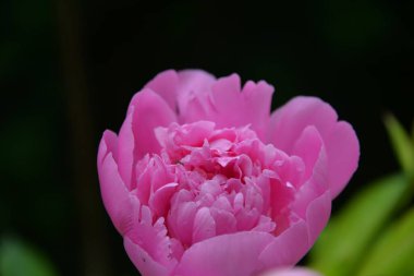 Baharda çiçek açan pembe şakayık. Yumuşak ve güzel.