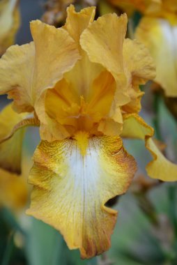 Çayır çiçeği, ilkbaharda açan farklı renkler, narin ve güzel.