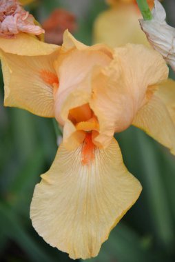 Çayır çiçeği, ilkbaharda açan farklı renkler, narin ve güzel.