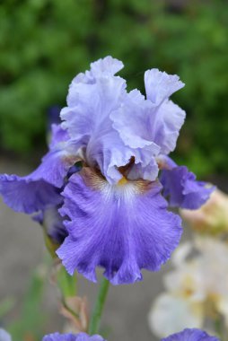 Çayır çiçeği, ilkbaharda açan farklı renkler, narin ve güzel.