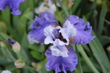 Çayır çiçeği, ilkbaharda açan farklı renkler, narin ve güzel.