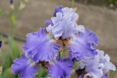 Çayır çiçeği, ilkbaharda açan farklı renkler, narin ve güzel.