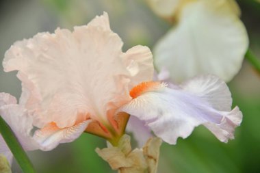 Çayır çiçeği, ilkbaharda açan farklı renkler, narin ve güzel.