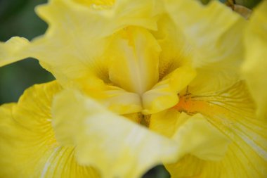 Çayır çiçeği, ilkbaharda açan farklı renkler, narin ve güzel.