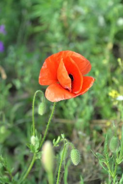 fawn lilac flowers and red poppies themselves grow and bloom in the fields in summer