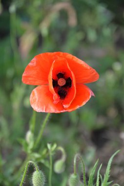 fawn lilac flowers and red poppies themselves grow and bloom in the fields in summer