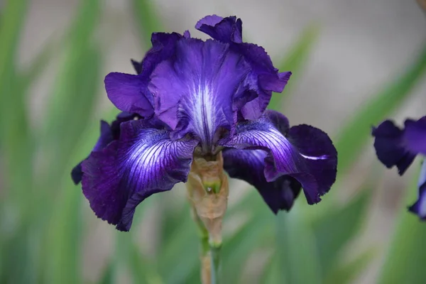 Flor Íris Prado Cores Diferentes Floresceu Primavera Macio Bonito — Fotografia de Stock