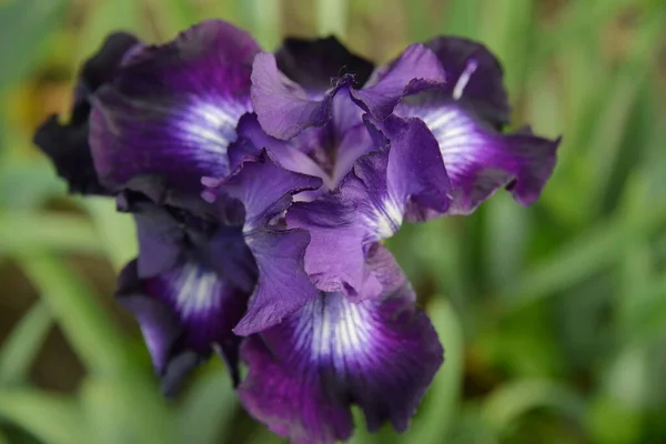 Fiore Iris Prato Diversi Colori Fioriti Primavera Tenero Bello — Foto Stock