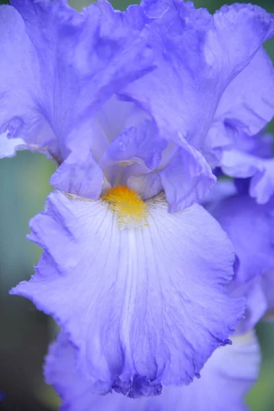 Prairie Iris Fleur Différentes Couleurs Ont Fleuri Printemps Est Tendre — Photo