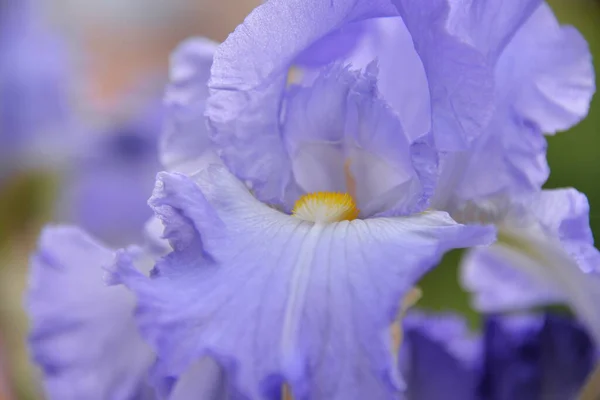 Λιβάδι Ίριδας Λουλούδι Διαφορετικά Χρώματα Άνθισε Την Άνοιξη Είναι Τρυφερό — Φωτογραφία Αρχείου