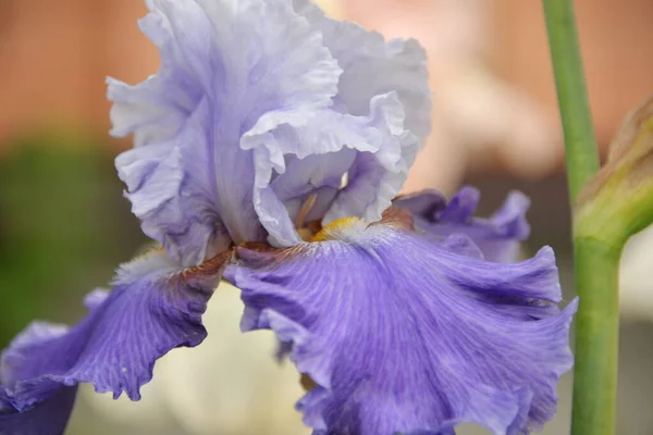 Flor Íris Prado Cores Diferentes Floresceu Primavera Macio Bonito — Fotografia de Stock