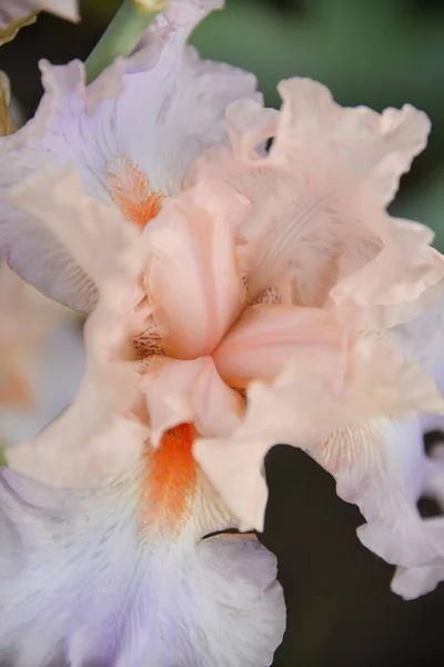 Flor Íris Prado Cores Diferentes Floresceu Primavera Macio Bonito — Fotografia de Stock