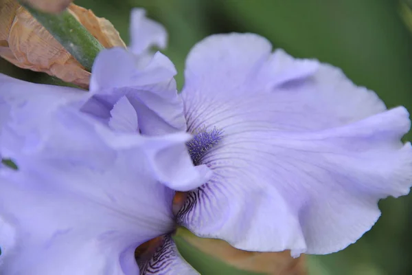 Flor Íris Prado Cores Diferentes Floresceu Primavera Macio Bonito — Fotografia de Stock