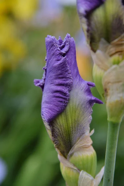 Квітка Лугової Райдужки Квітка Різних Кольорів Розквітла Навесні Ніжна Красива — стокове фото