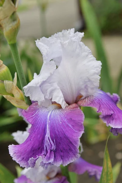 Flor Íris Prado Cores Diferentes Floresceu Primavera Macio Bonito — Fotografia de Stock