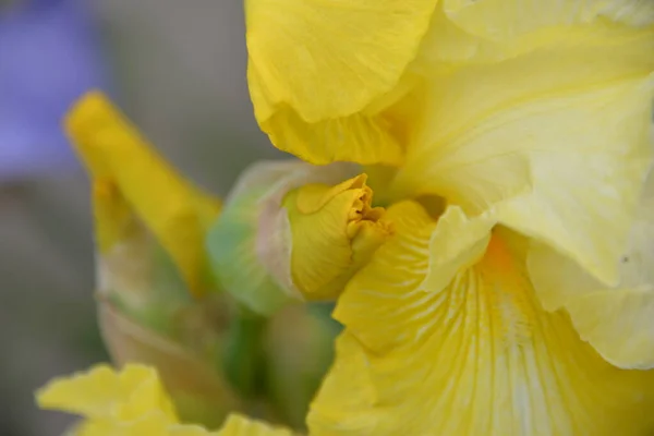 Flor Íris Prado Cores Diferentes Floresceu Primavera Macio Bonito — Fotografia de Stock