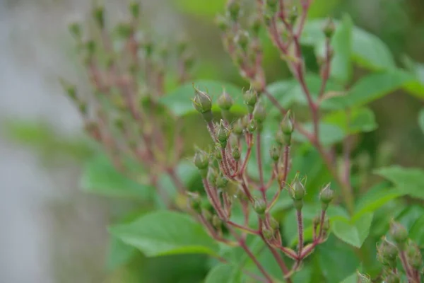 garden flower flying rose released buds in spring, it is tender and beautiful