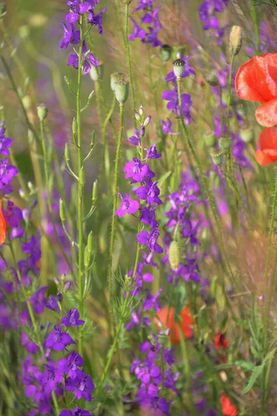 Fawn Lilac Flowers Red Poppies Themselves Grow Bloom Fields Summer — Stock Photo, Image