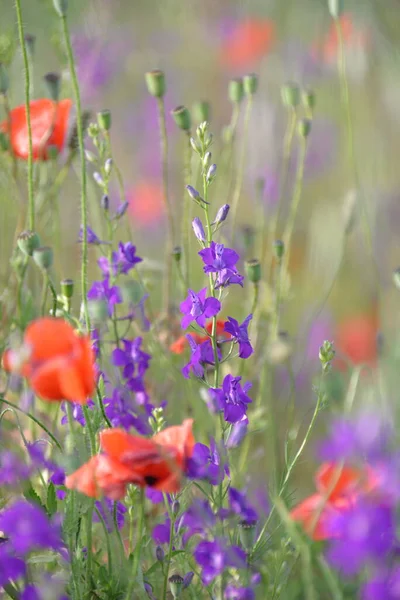 fawn lilac flowers and red poppies themselves grow and bloom in the fields in summer