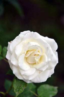 Parlak, güzel gül çiçeği, bahçede büyüyor, güneşli bir gün..