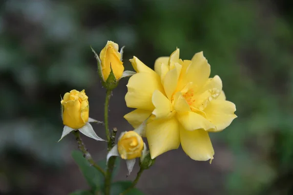 明亮美丽的玫瑰花朵 生长在花园里 阳光灿烂的日子 — 图库照片
