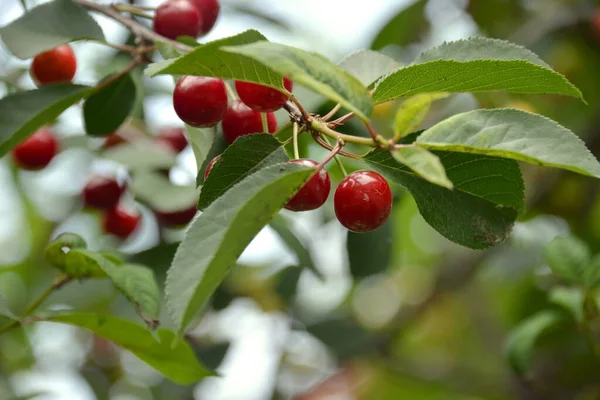 Ciliegio Nel Giardino Piccole Ciliegie Rosse Maturano Sull Albero Giugno — Foto Stock