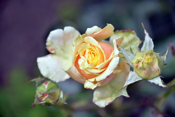 Яркий Красивый Цветок Розы Растущий Саду Солнечный День — стоковое фото