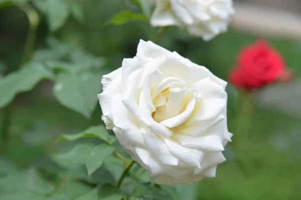 Jasny Piękny Kwiat Róży Rosnący Ogrodzie Słoneczny Dzień — Zdjęcie stockowe