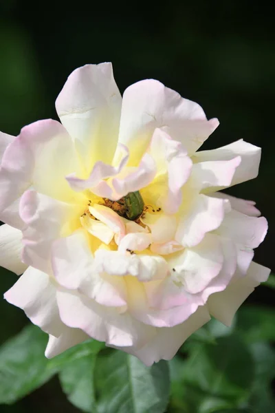 Яркий Красивый Цветок Розы Растущий Саду Солнечный День — стоковое фото