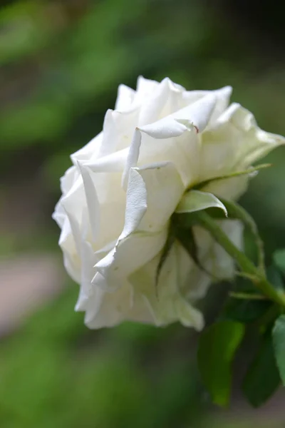 Φωτεινό Όμορφο Τριαντάφυλλο Λουλούδι Αυξάνεται Στον Κήπο Ηλιόλουστη Μέρα — Φωτογραφία Αρχείου