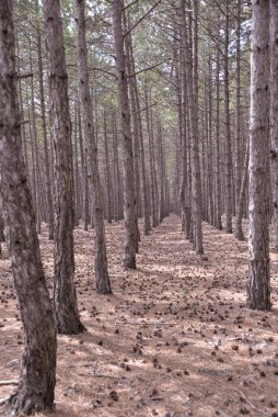 Kozalaklı orman gün boyunca dağın tepesinde büyüdü.