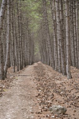Kozalaklı orman gün boyunca dağın tepesinde büyüdü.