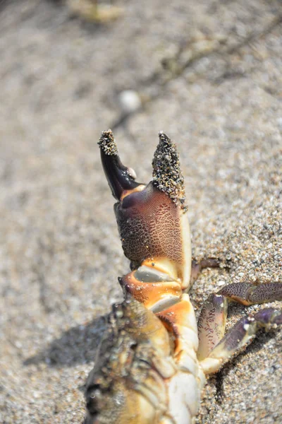 Criatura Marina Cangrejo Con Seis Patas Pinzas — Foto de Stock