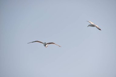 Deniz martıları, lezzetli bir yiyecek bulmayı umarak denizin ve kıyının üzerinde uçar.