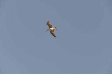 Deniz martıları, lezzetli bir yiyecek bulmayı umarak denizin ve kıyının üzerinde uçar.