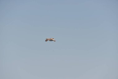 Deniz martıları, lezzetli bir yiyecek bulmayı umarak denizin ve kıyının üzerinde uçar.