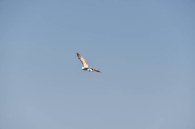 Deniz martıları, lezzetli bir yiyecek bulmayı umarak denizin ve kıyının üzerinde uçar.