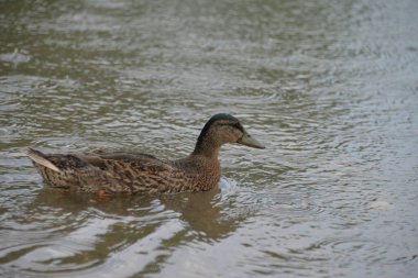 Gri ördekler gün boyunca gölde yüzer, insanlar onları ekmekle besler.