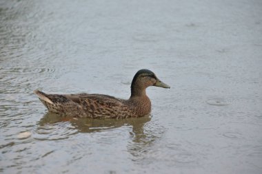 Gri ördekler gün boyunca gölde yüzer, insanlar onları ekmekle besler.
